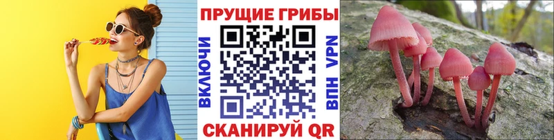 даркнет сайт Новокубанск Псилоцибиновые грибы Psilocybe